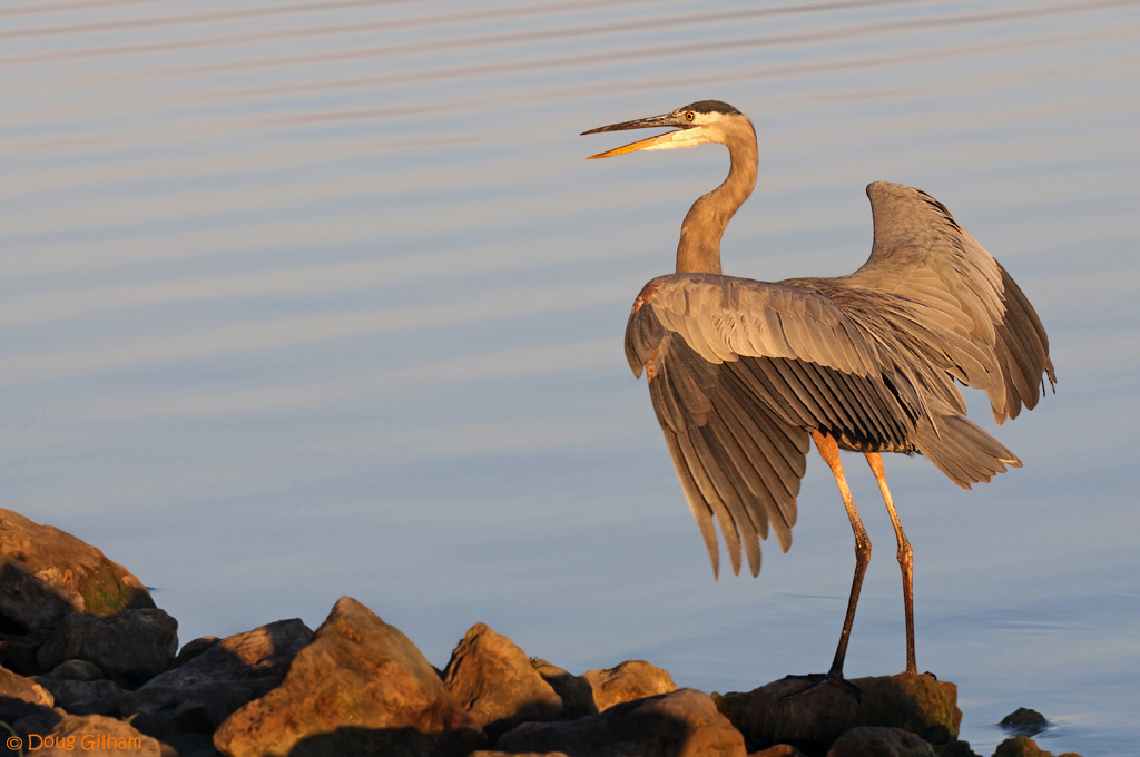 Great Blue