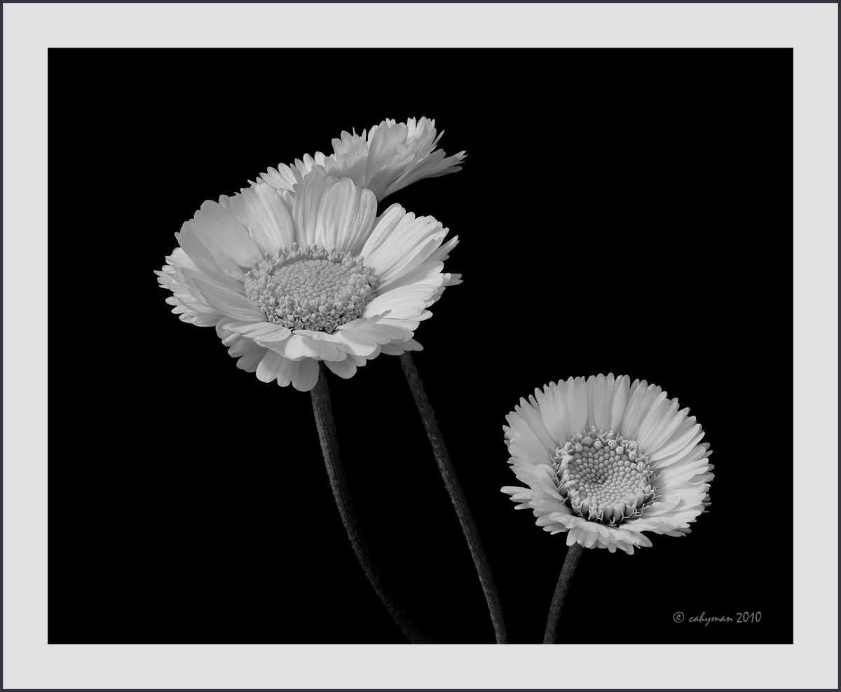 Mary's Black & Silver
