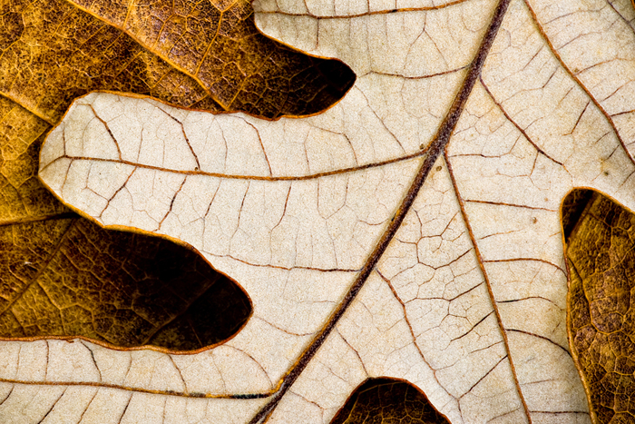 Oak Layer Detail