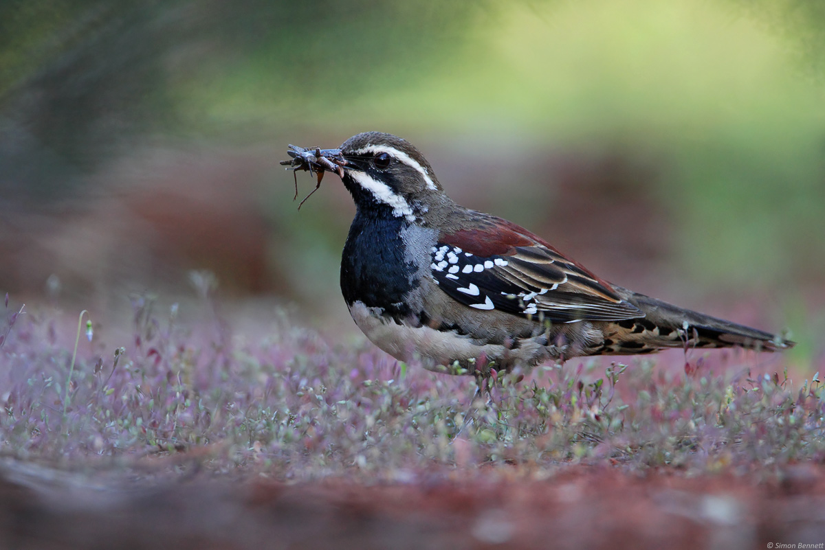 Chestnut Quail-thrush