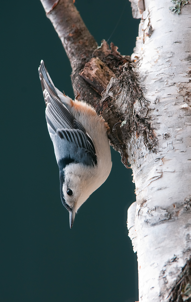 Nuthatch