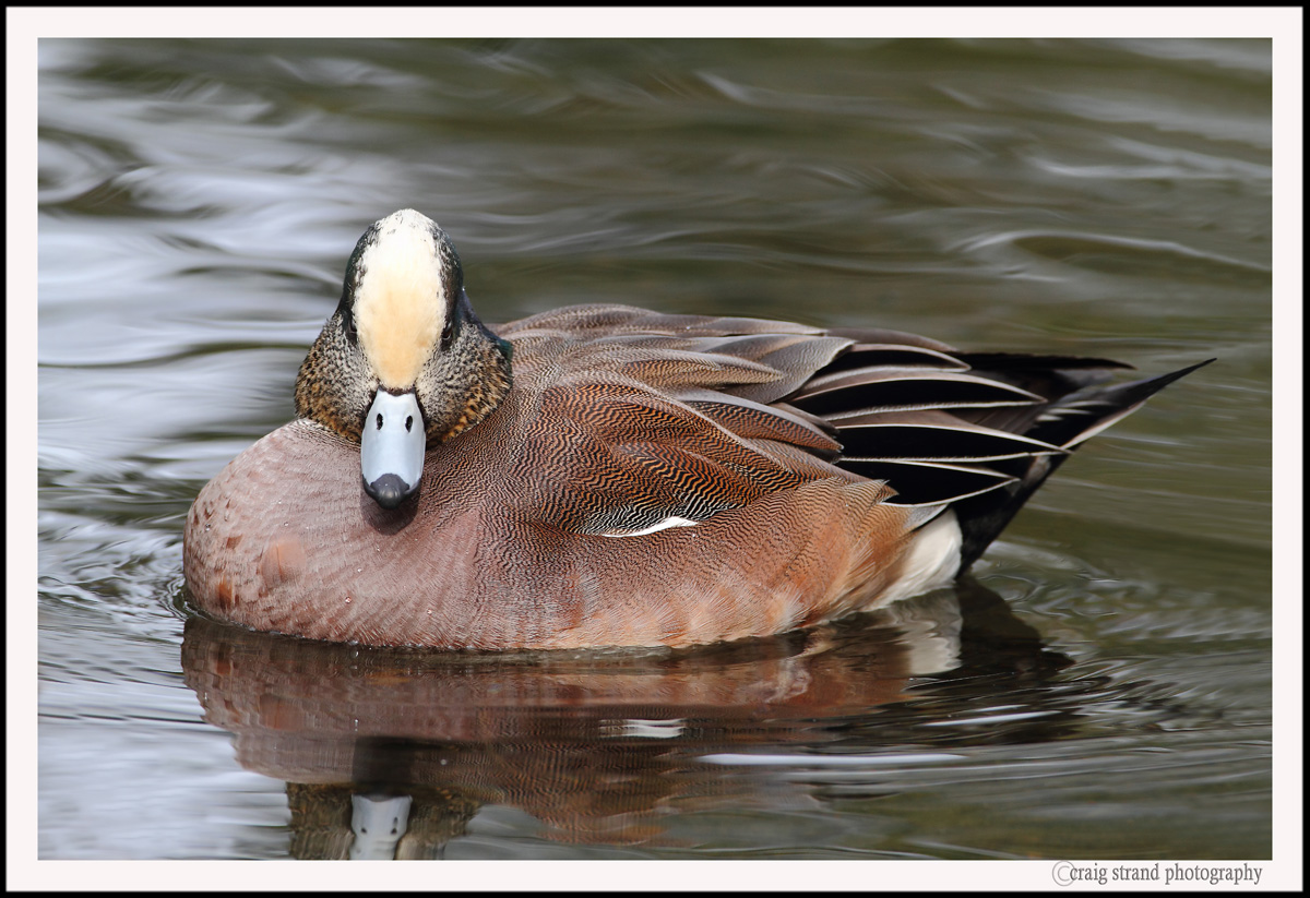 American Widgeon