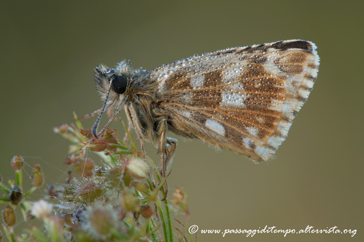 Hesperiidae