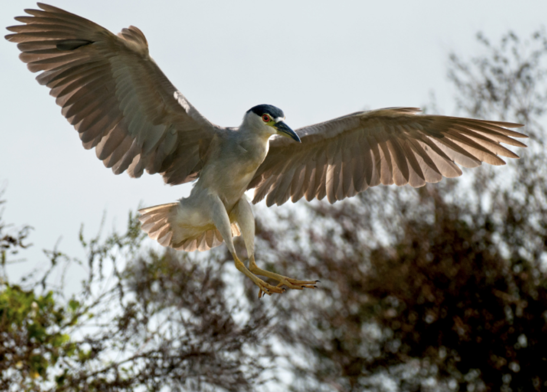 Night Heron - back lit