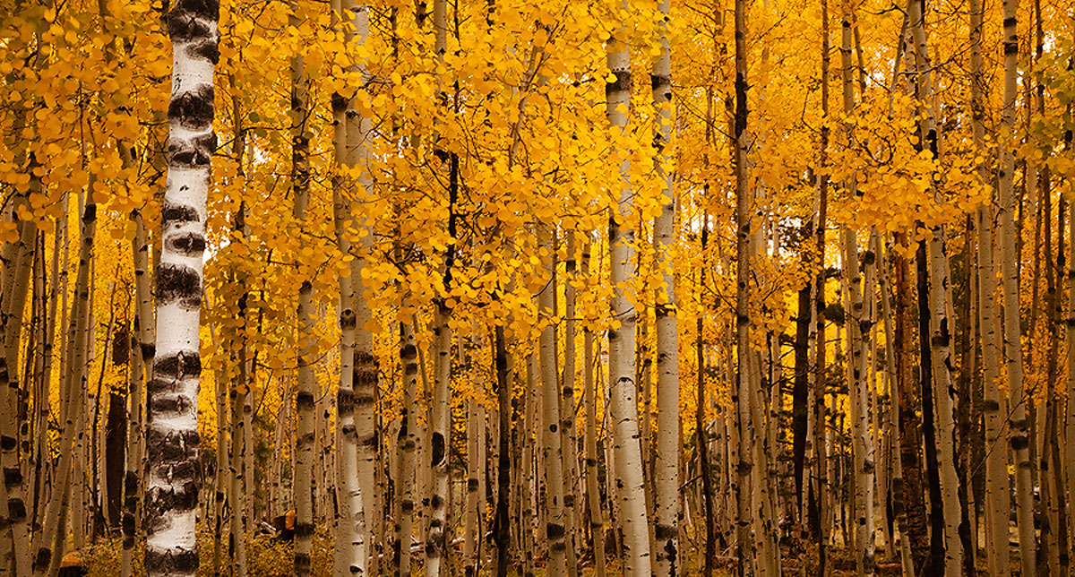 Aspen Wonderland