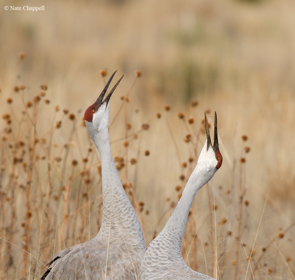 Sandhill Cranes