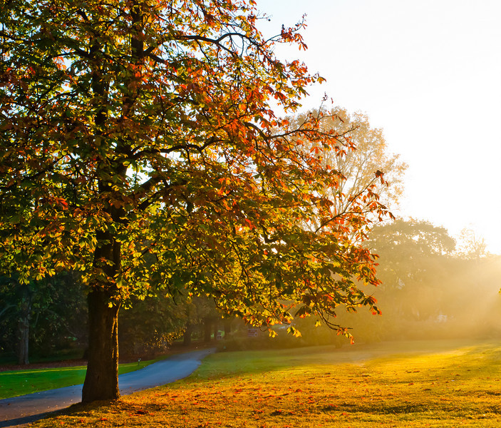 Golden Morning