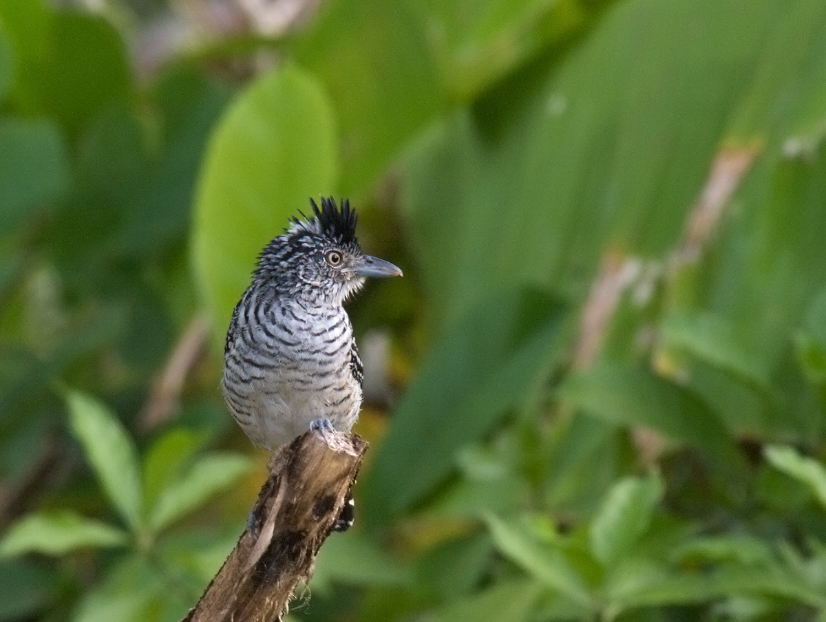 Barred Antshrike