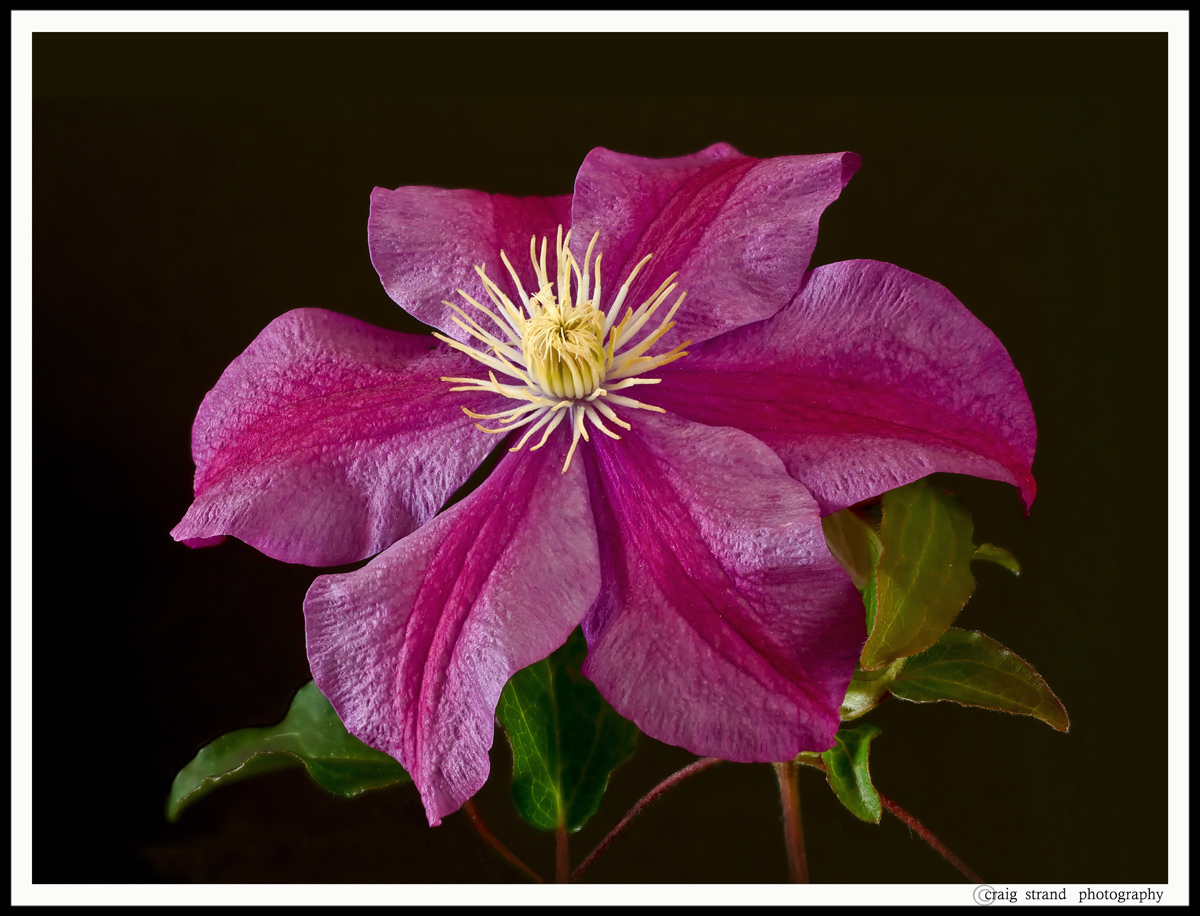 Clematis