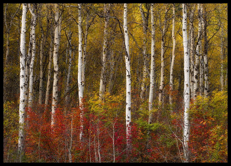 Washington Color