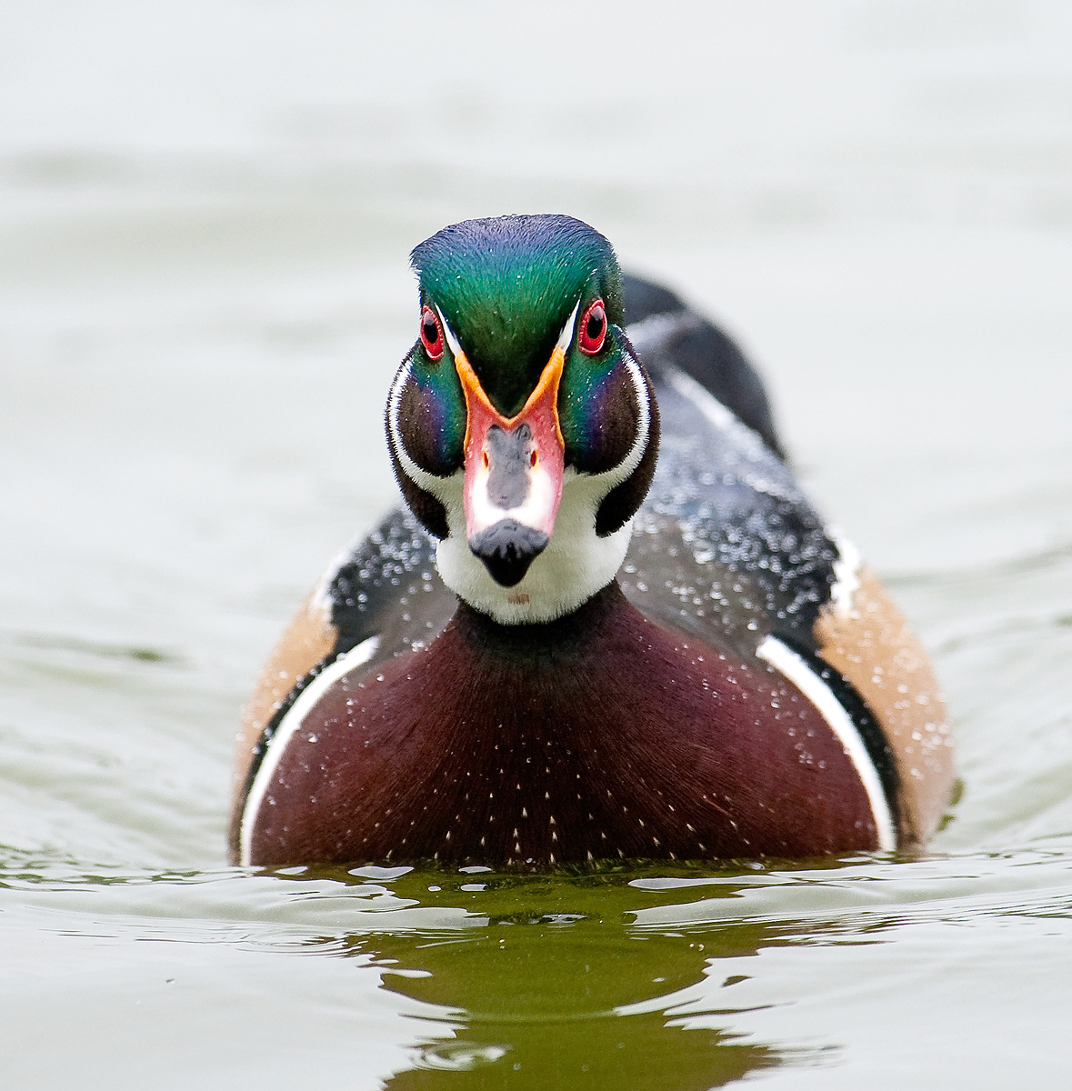 Wood Duck III