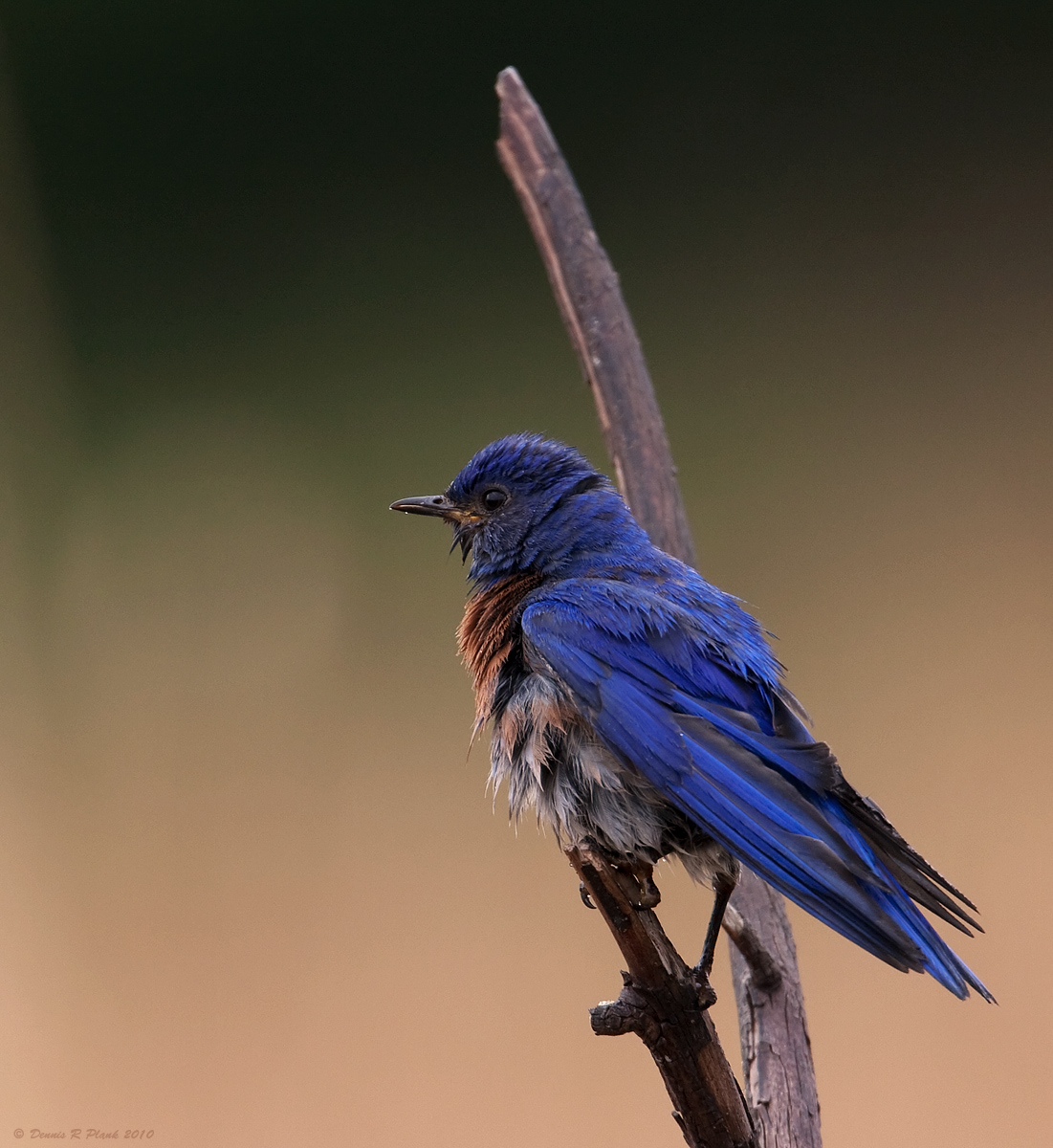 Western Bluebird