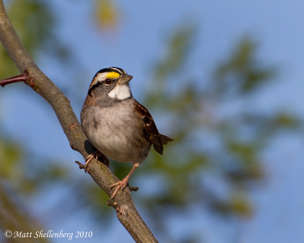 White-throated Sparrow
