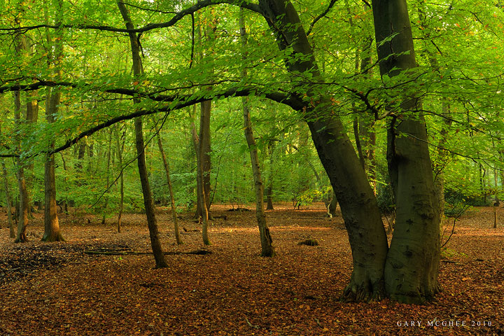 Eastham Wood
