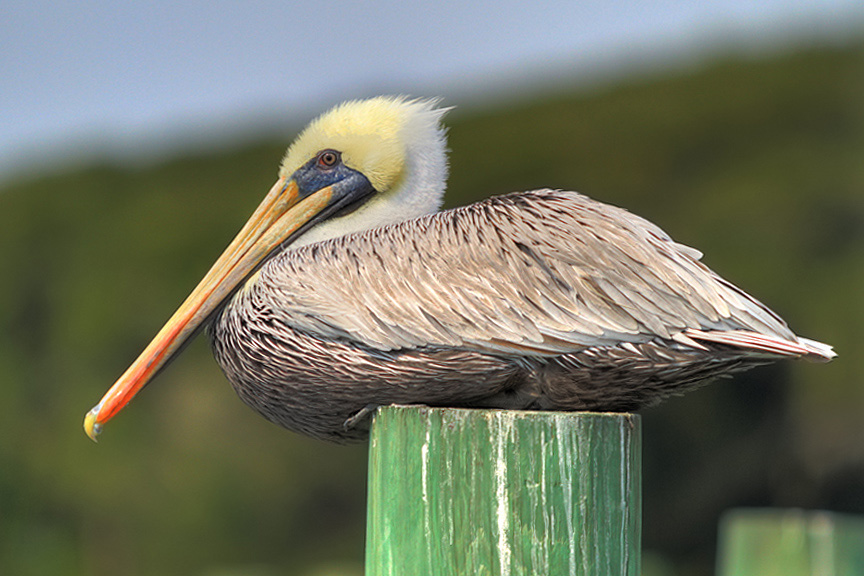 Brown Pelican