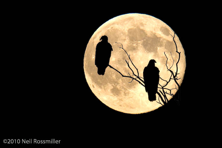 Bad Moon Rising