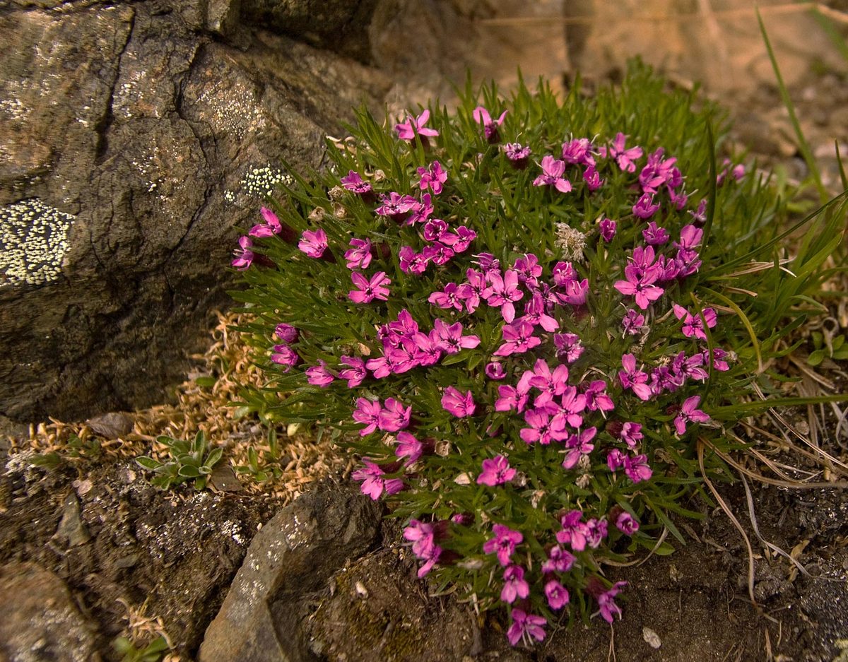 Flowers in Rocks