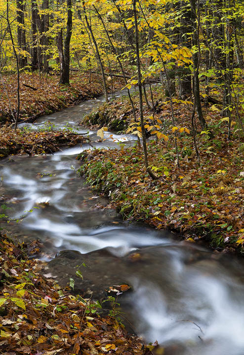 Woodland Stream