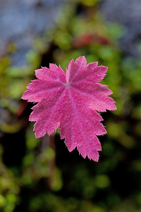 Hot Pink