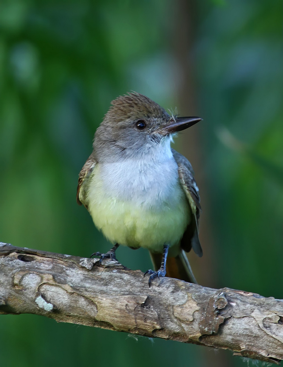 Brown-crested Flycatcher