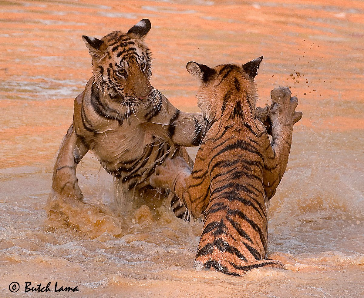 Dancing Stripes