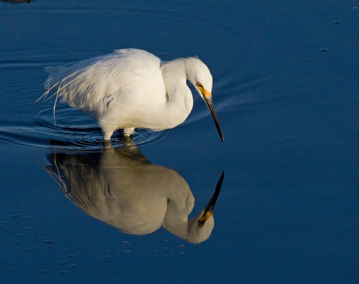 Snowy Reflection