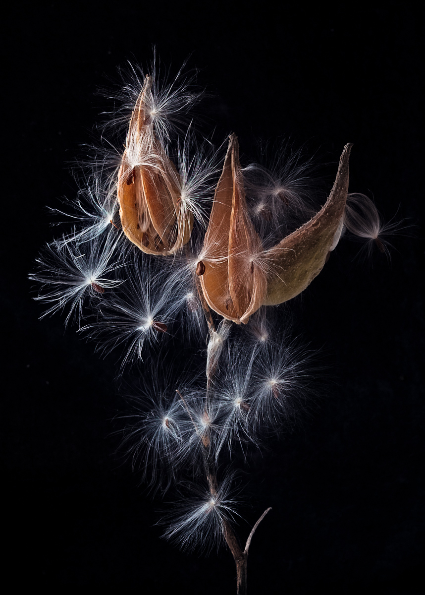 Milkweed Dancers