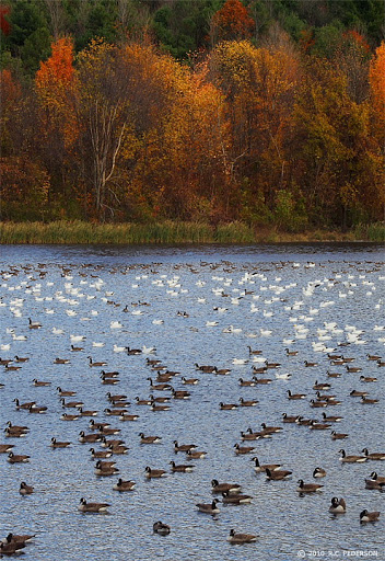 Geese & More Geese