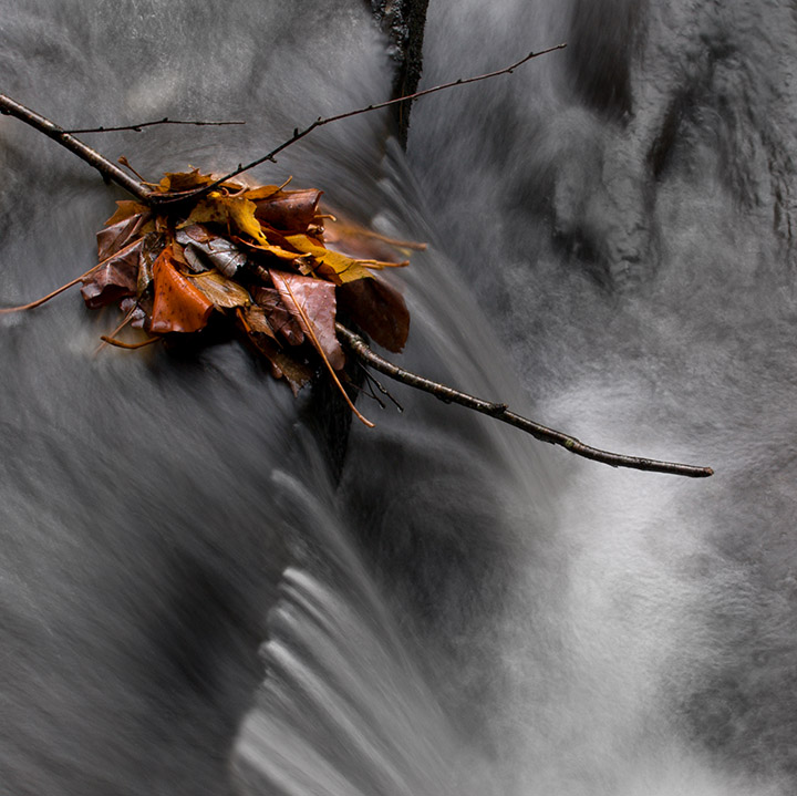 Leaf Jam