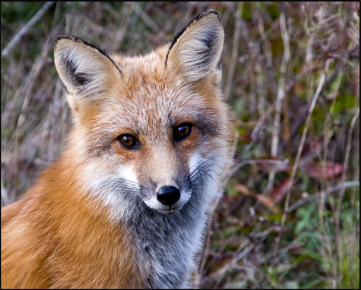 Fox Vixen,  Nova Scotia
