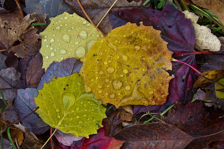 Looking Down on Autumn