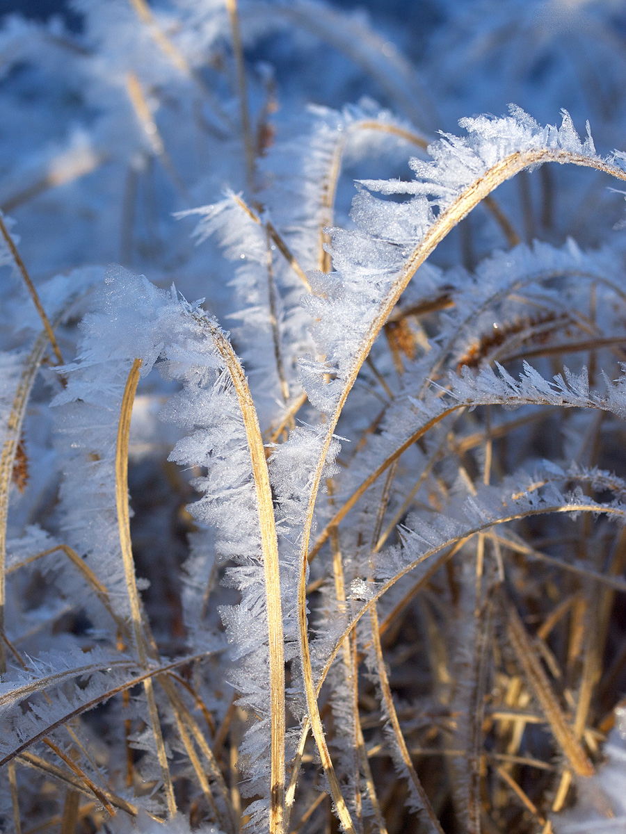 Frost Feathers II
