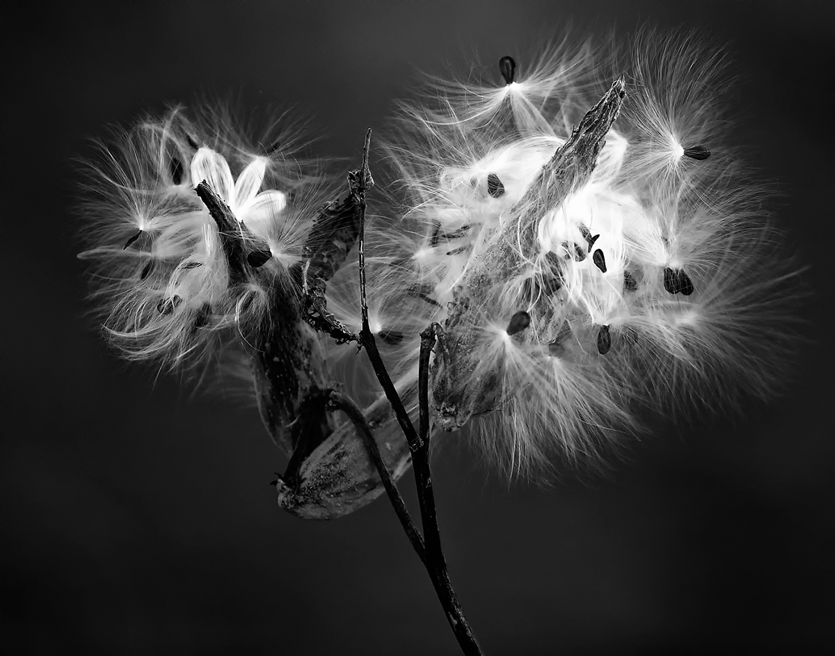 Milkweed w/REPOST