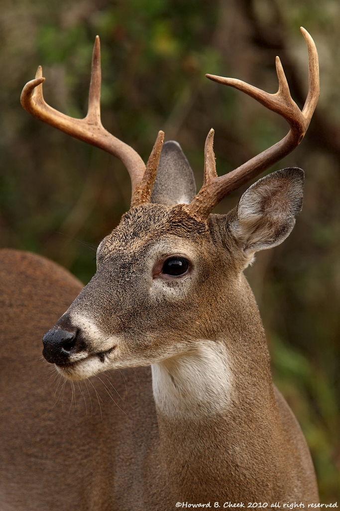 October Whitetail