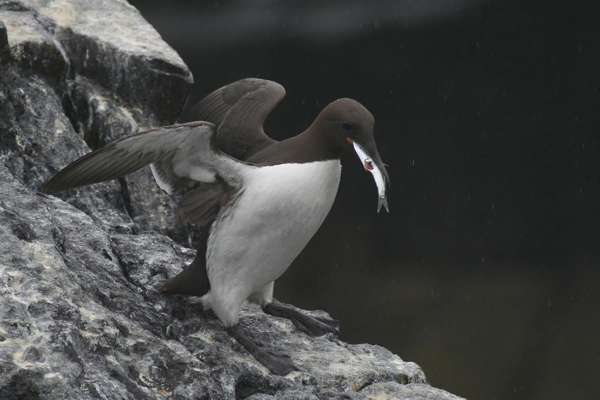 Guillemot in a rainy day