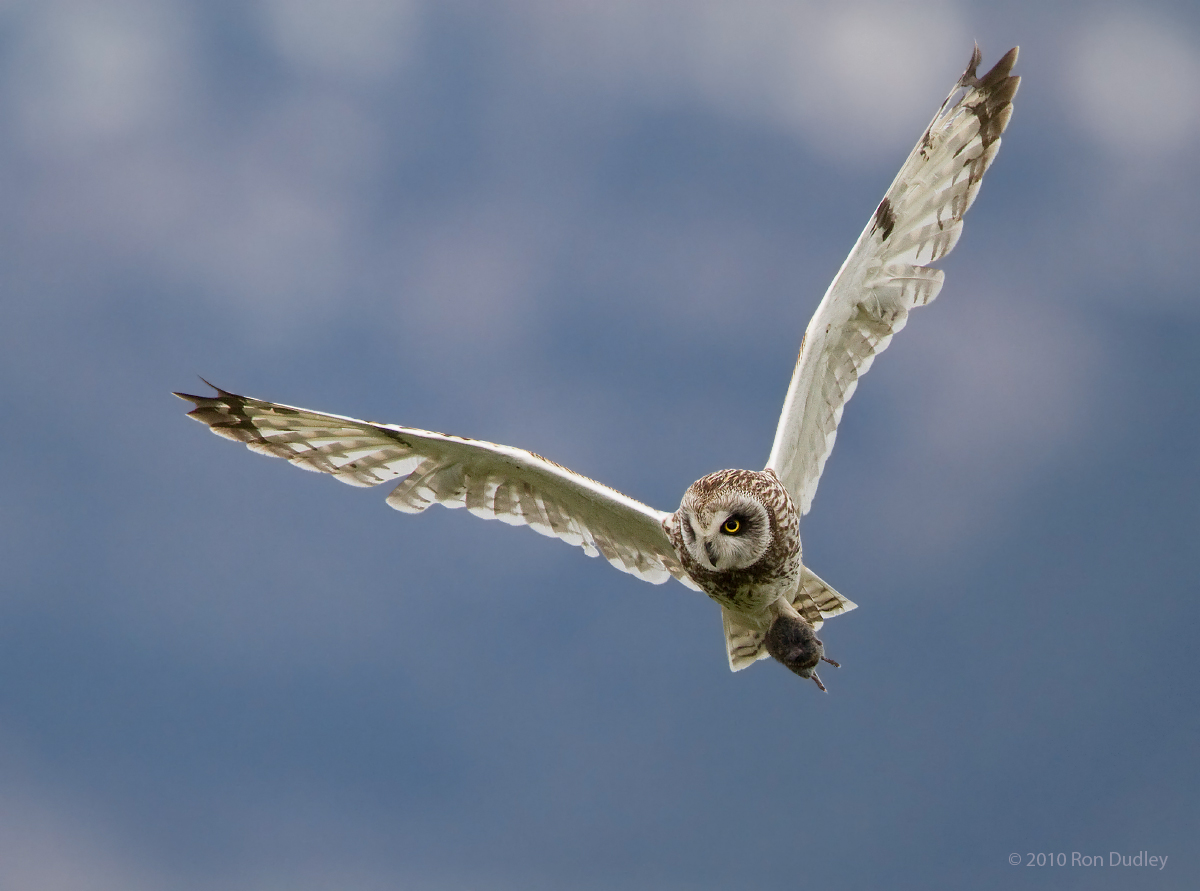 Short-eared Owl