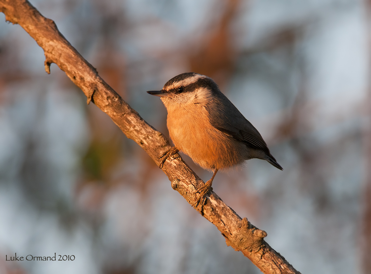 Red Breasted Nuthatch