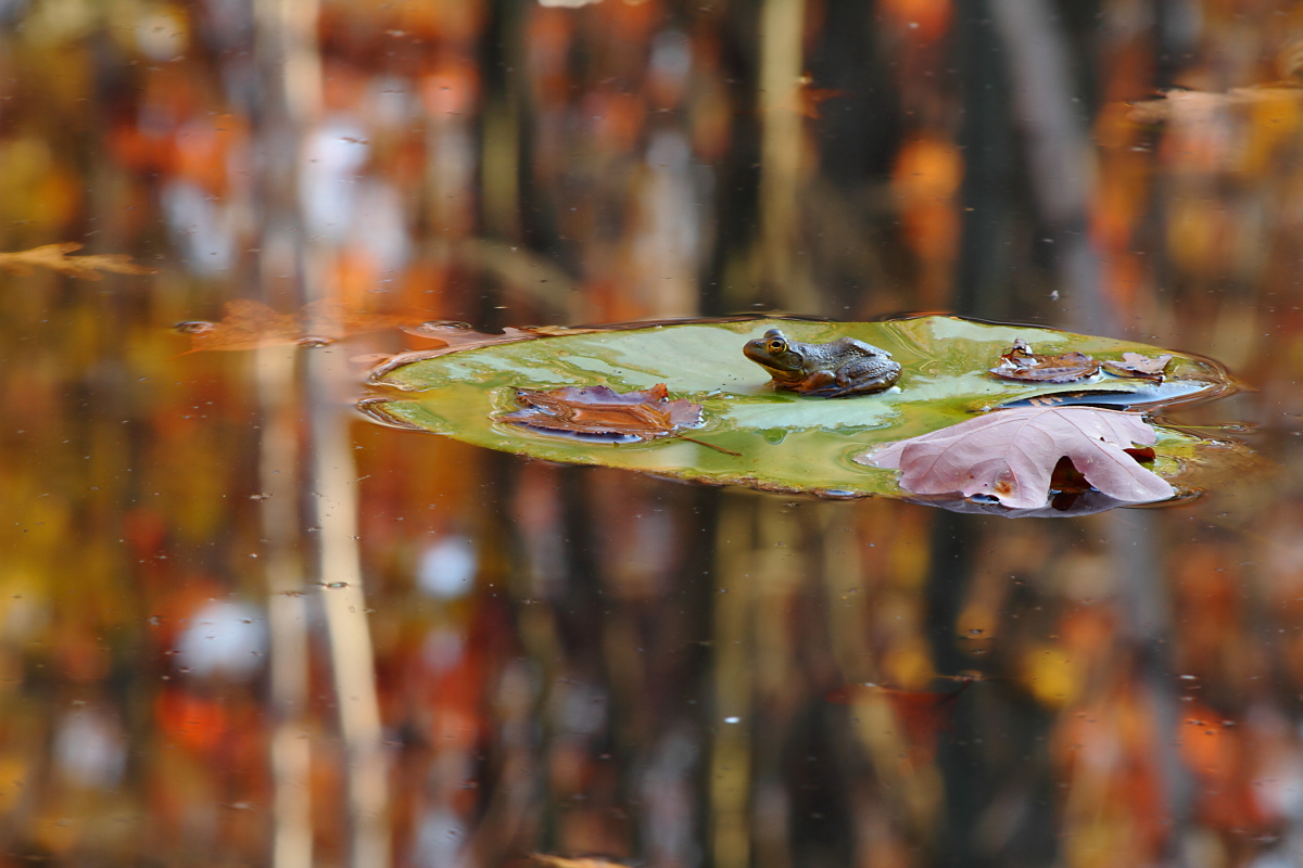 Frogs of Fall