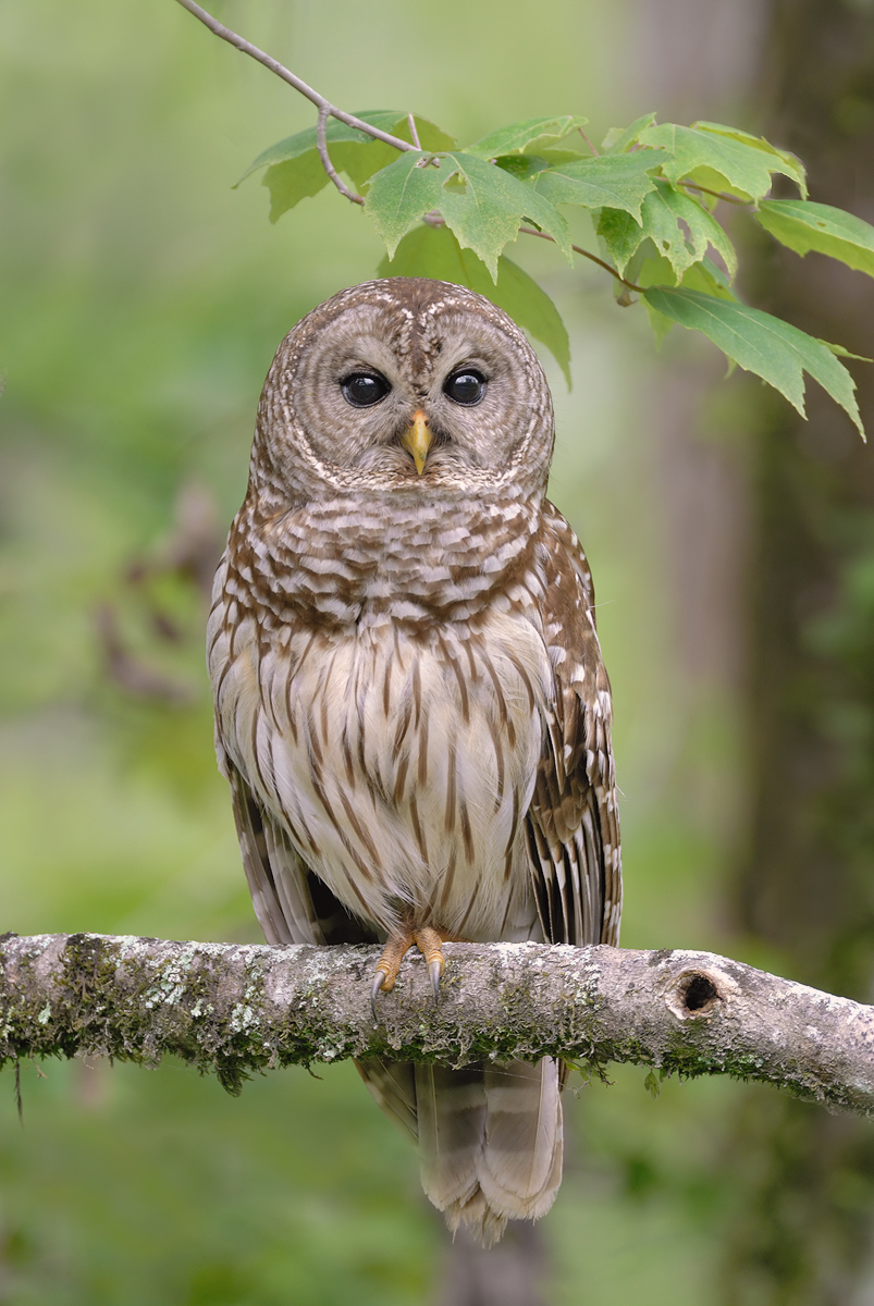 BARRED OWL