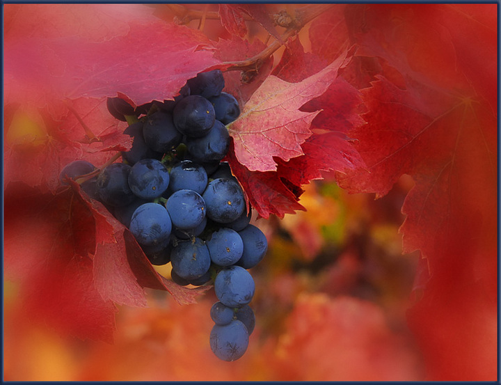 Intimate Fall Color