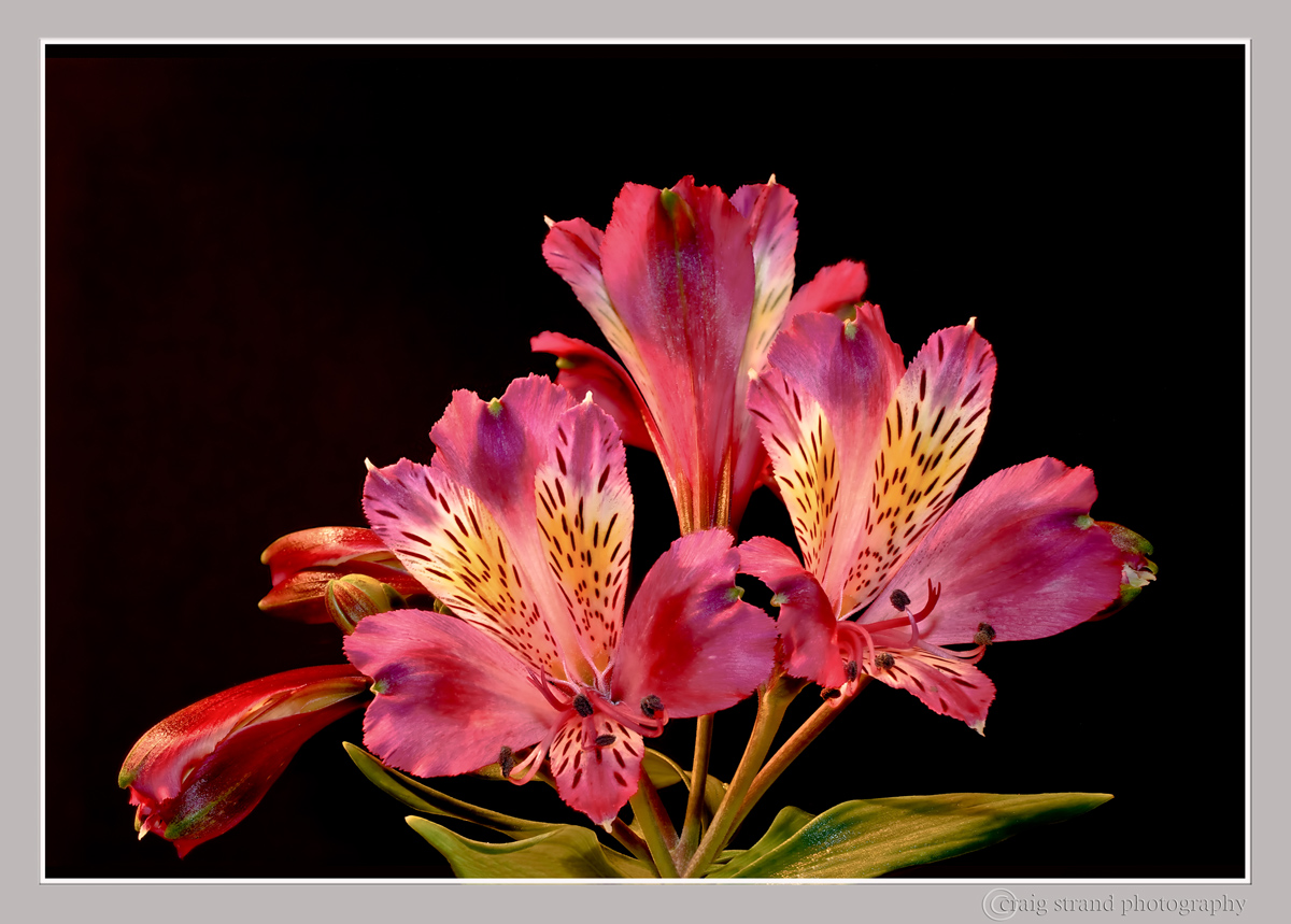 Alstroemeria  w/repost