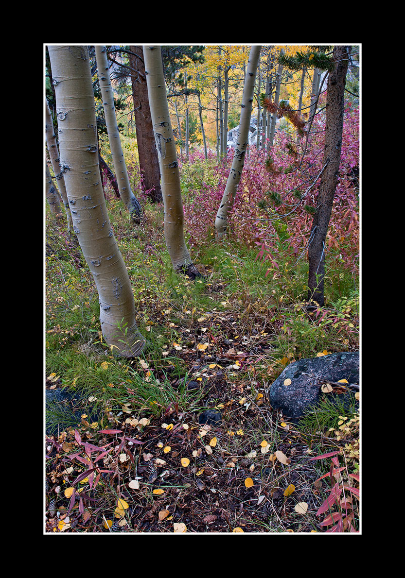 Enchanted Forest ll/ Repost