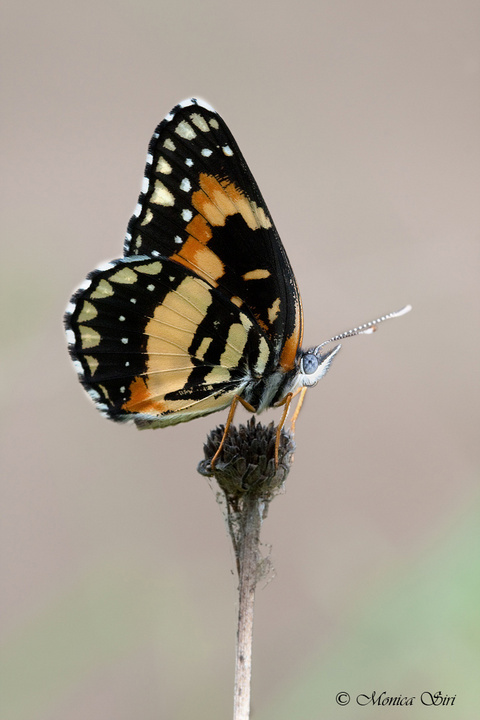 Bordered Patch