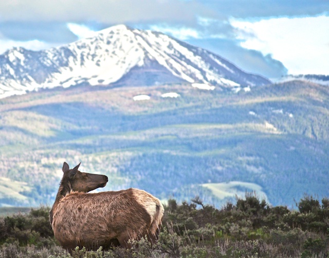 Repost of Teton Cow