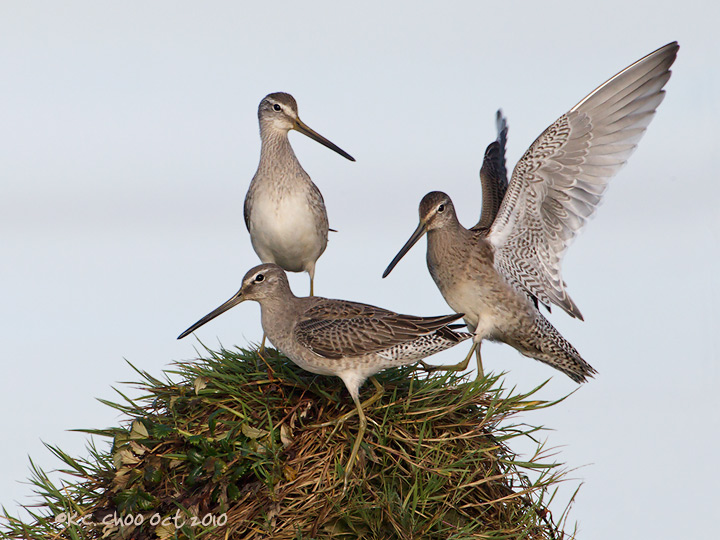 Short-billed Dowitchers