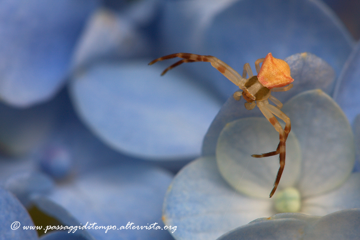 Spider on hydrangea