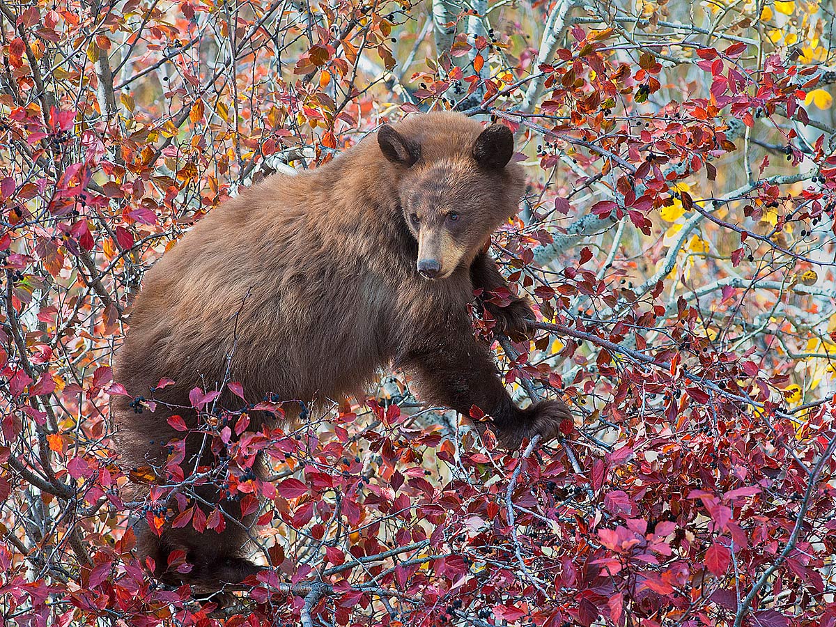Cinnamon Black Bear + repost
