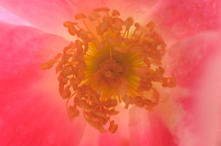 Golden Anthers