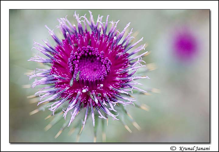 Greater Burdock
