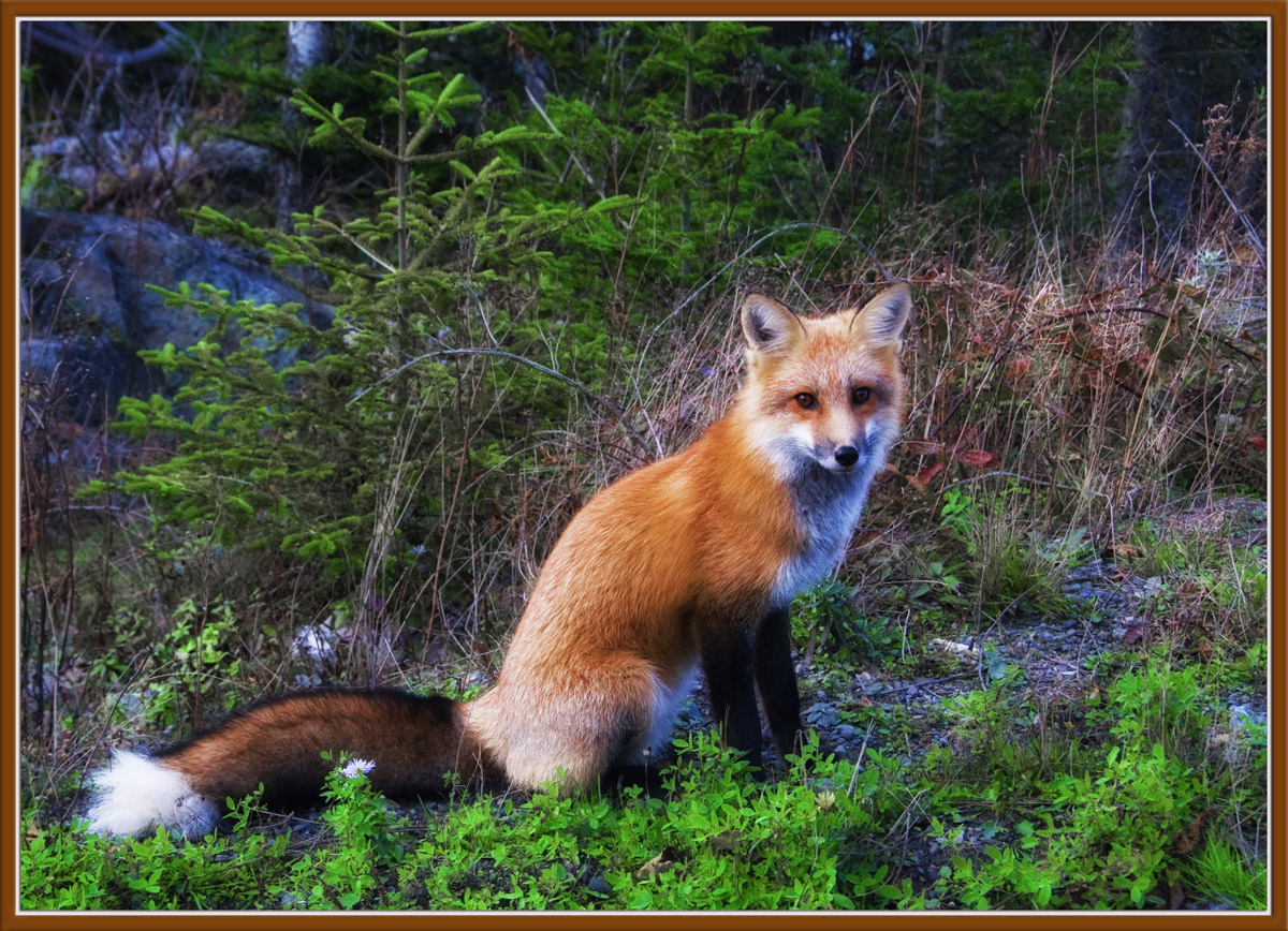 Foxie Lady